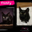 Photo of Frosty
