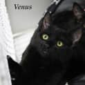 Photo of Venus