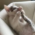 Photo of Zaza