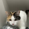 Photo of Gilli