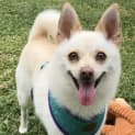 Photo of Bolt ~ 4.5yr Chi X Pom ~ Adopted 21/8/23