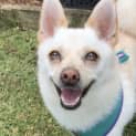 Photo of Bolt ~ 4.5yr Chi X Pom ~ Adopted 21/8/23