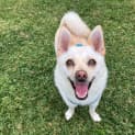 Photo of Bolt ~ 4.5yr Chi X Pom ~ Adopted 21/8/23