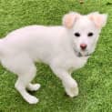 Photo of Daisy