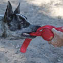 Photo of Banjo