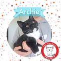 Photo of Archie *9 Lives Project Rescue*