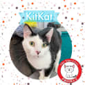 Photo of Kit Kat *9 Lives Project Rescue*