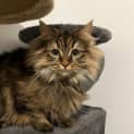 Photo of Minnie *9 Lives Project Rescue*
