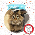 Photo of Minnie *9 Lives Project Rescue*