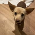 Photo of Zelda