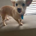 Photo of Zelda