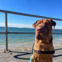 Photo of Dumpling
