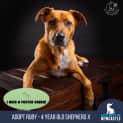 Photo of Ruby   4 Year Old Shepherd X (Trial)