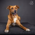 Photo of Ruby   4 Year Old Shepherd X (Trial)
