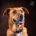 Photo of Ruby   4 Year Old Shepherd X (Trial)