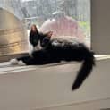 Photo of Clover