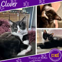 Photo of Clover