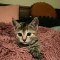 Photo of Maize