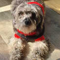 Photo of Scooby