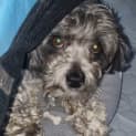 Photo of Scooby