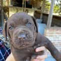 Photo of Coco