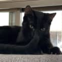 Photo of Bear