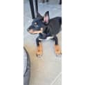 Photo of Mambo