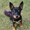Photo of Mambo