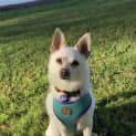 Photo of Bolt ~ 4.5yr Chi X Pom ~ Adopted 21/8/23