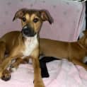 Photo of Lainey
