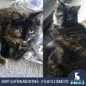 Photo of Saffron And Nutmeg 3 Year Old Domestic