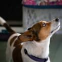 Photo of Max