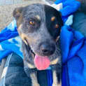 Photo of Bluey *$150 Adoption Fee*