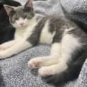 Photo of Cuddles