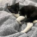 Photo of Cuddles