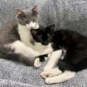 Photo of Cuddles