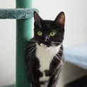 Photo of Tux