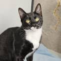 Photo of Tux