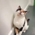 Photo of Pricilla