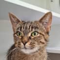 Photo of Dot (Bonded To Kimmy)
