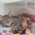 Photo of Dot (Bonded To Kimmy)