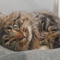 Photo of Chewbacca Aka Chewie