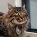 Photo of Chewbacca Aka Chewie