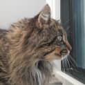 Photo of Chewbacca Aka Chewie