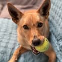 Photo of Honey