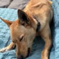 Photo of Honey