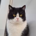 Photo of Willow