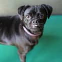 Photo of Pugsley