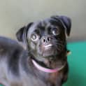 Photo of Pugsley