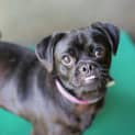 Photo of Pugsley